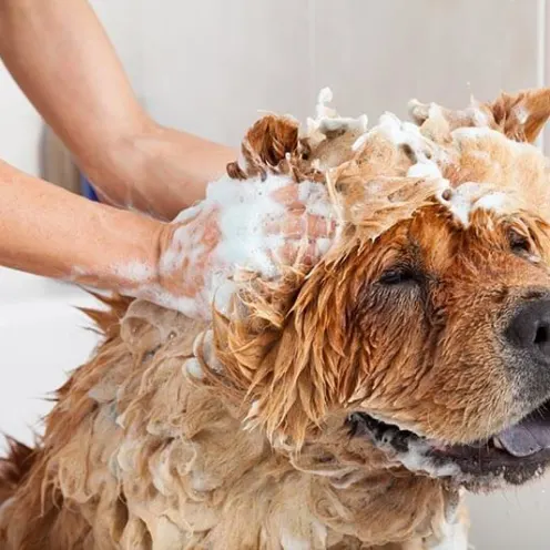 Chow Chow getting its head rubbed with soapy water